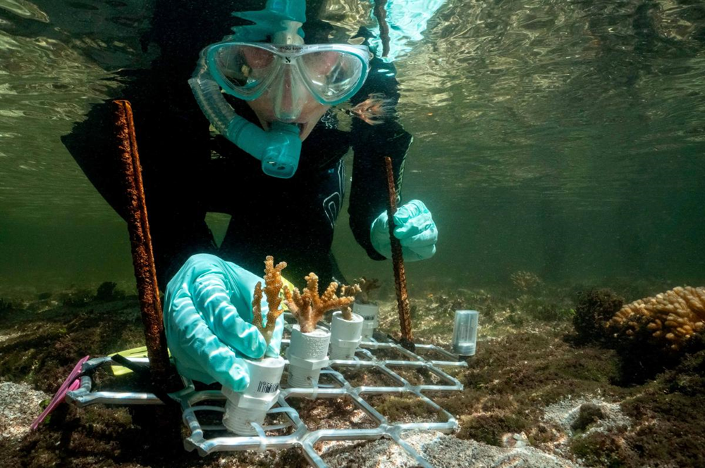 Emma Camp chọn những loại san hô có khả năng chống chịu biến đổi khí hậu và trồng chúng để tái tạo những rạn san hô đang bị hủy hoại