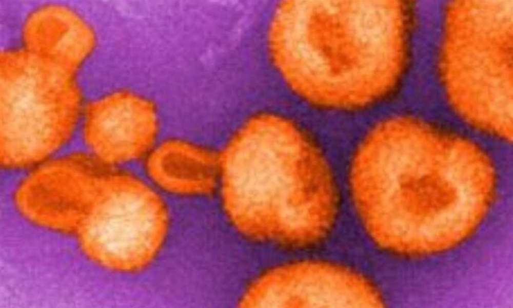 Phát triển 'mồi nhử' giúp vô hiệu hóa virus lây từ động vật sang người