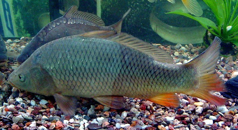 Phát hiện một dòng cá Chép mới trong loài Cyprinus carpio dựa trên dữ liệu phân tích di truyền phân tử