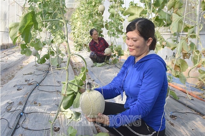 Làm giàu từ mô hình trồng dưa trong nhà kính