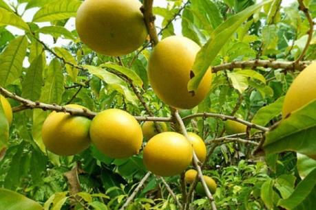 Làm giàu từ cây vú sữa hoàng kim