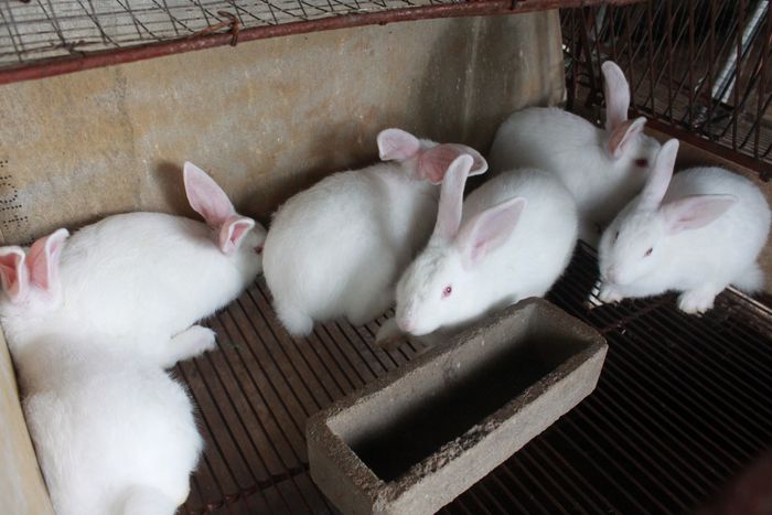 Mô hình nuôi thỏ cho hiệu quả kinh tế