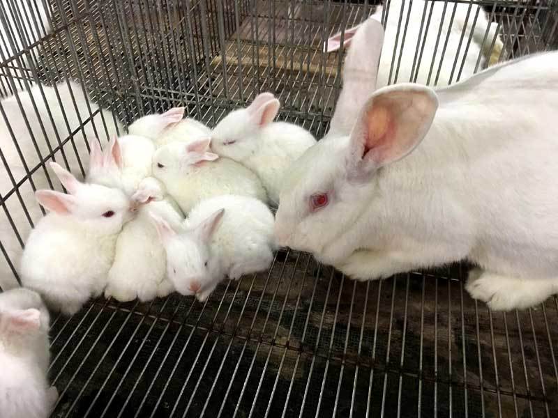 Nuôi thỏ mỗi năm thu lãi hàng trăm triệu trồng
