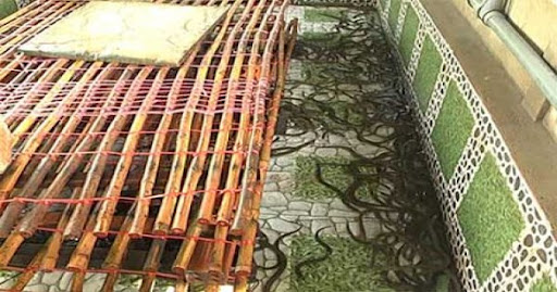 Phương pháp xử lý nước trong nuôi lươn không bùn
