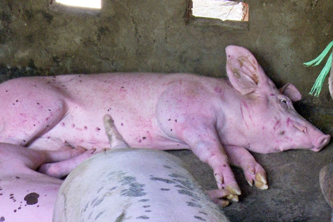 Lưu ý với bệnh dịch tả lợn châu Phi trước tình hình mới