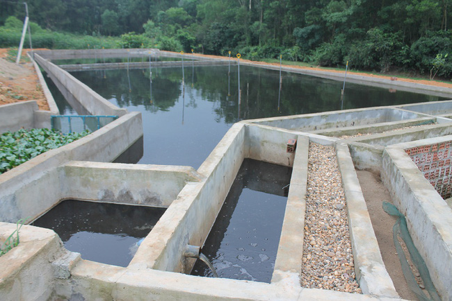 Quy định mức xử phạt đối với hành vi xử lý nước thải chăn nuôi không đáp ứng quy chuẩn kỹ thuật