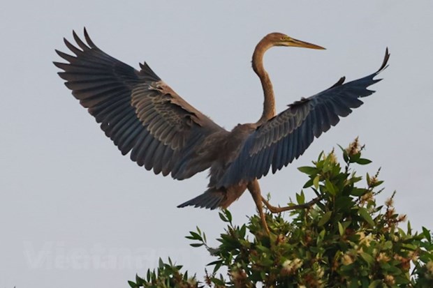 Vườn quốc gia Tràm Chim có hơn 198 loài chim nước, chiếm khoảng 1/4 số loài chim có ở Việt Nam.