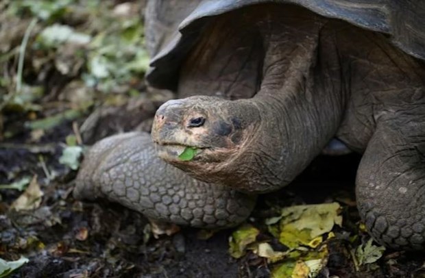 Phát hiện loài rùa khổng lồ mới trên quần đảo Galapagos của Ecuador