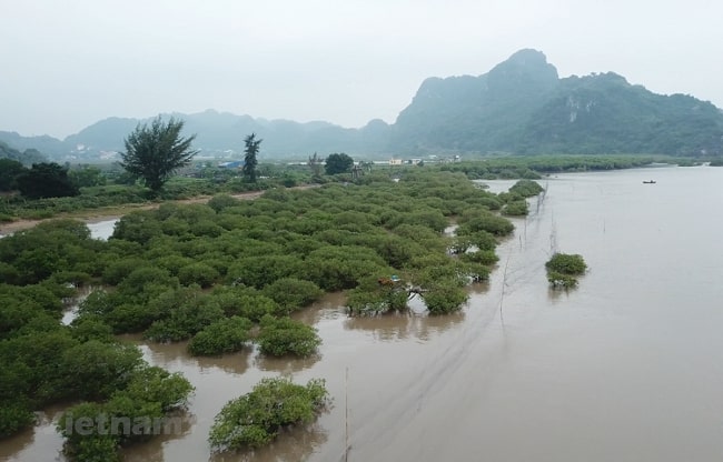 8 năm thực hiện Chiến lược 2020: Đa dạng sinh học vẫn giảm ở 3 cấp độ