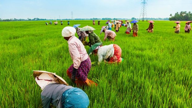 FAO phát động "Phát triển xanh các nông sản đặc biệt"