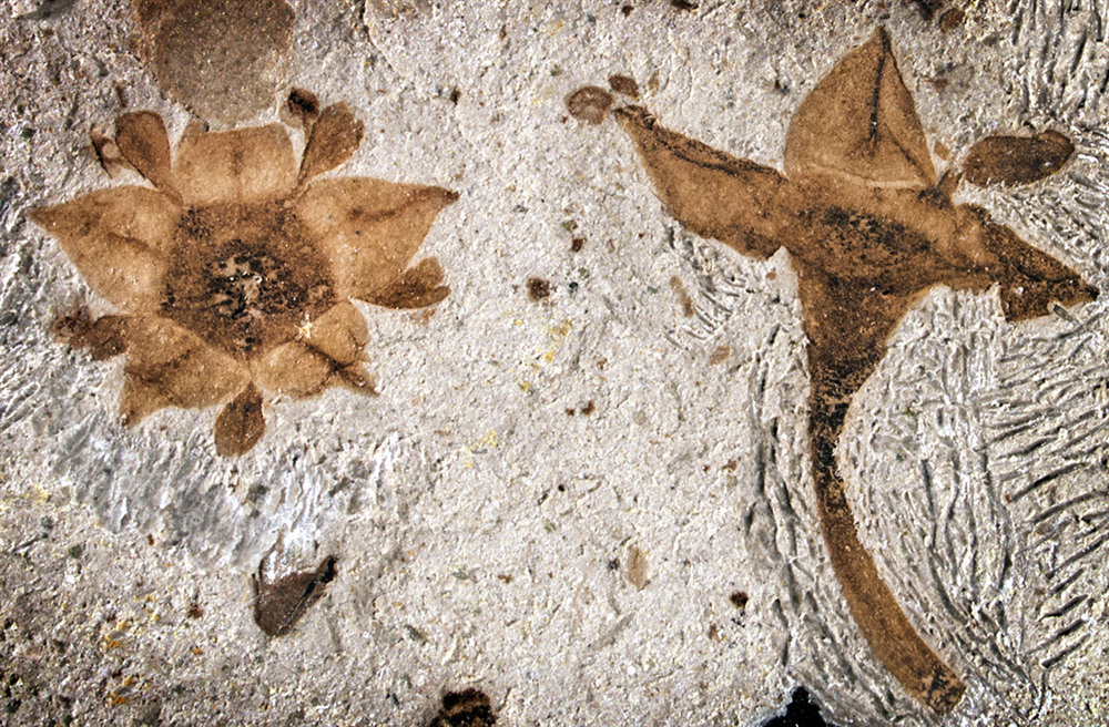 Hai bông hoa hóa thạch đầu tiên được các nhà nghiên cứu Đại học Cornell phát hiện tại Chubut, Patagonia, Argentina. 