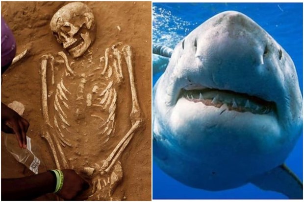 Phát hiện người đầu tiên bị cá mập cắn chết cách đây 3000 năm