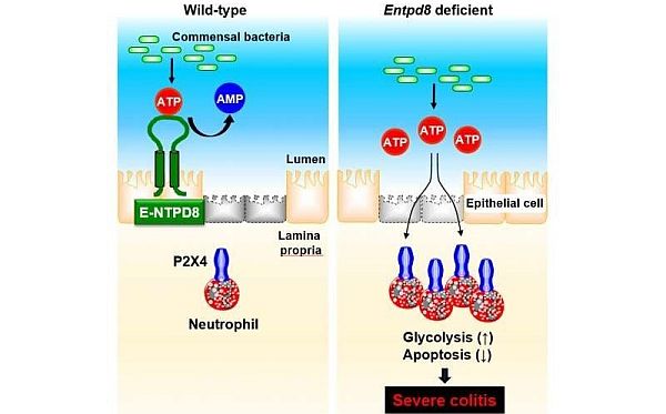 ATP-hydrolyzing ectoenzyme E-NTPD8 làm giảm viêm đại tràng