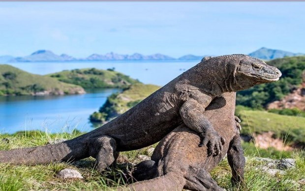 Bị mắc kẹt trong một môi trường sống trên đảo ngày càng bị thu hẹp do nước biển dâng, loài rồng Komodo của Indonesia đã vào danh sách các loài động vật có nguy cơ tuyệt chủng.