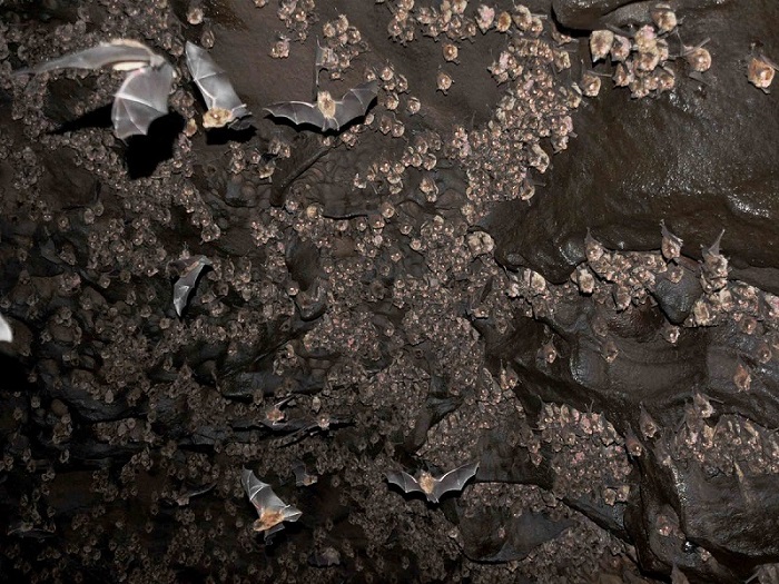 Phân dơi là một yếu tố phức tạp ảnh hưởng đến chất lượng hiện vật tại hang Con Moong.