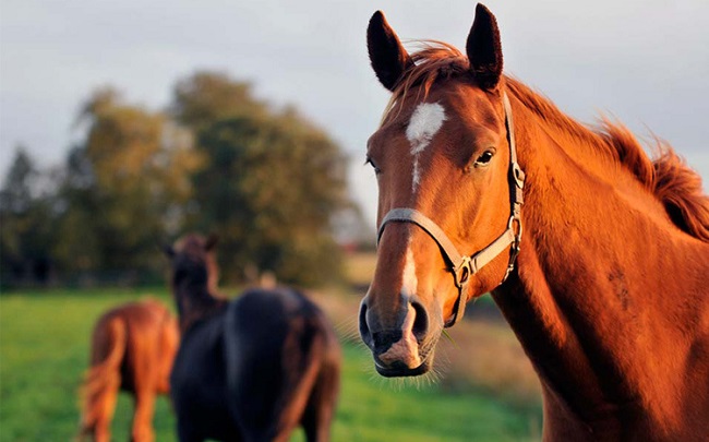 Virus EcoV tấn công vào hệ tiêu hóa của ngựa, gây ra những triệu chứng đặc trưng như sốt, chán ăn, suy yếu và đôi khi gây những biến chứng nghiêm trọng khác