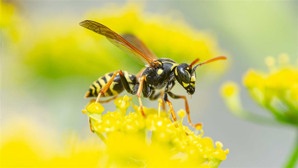 Ong bắp cày còn là kẻ thụ phấn cho cây cối.
