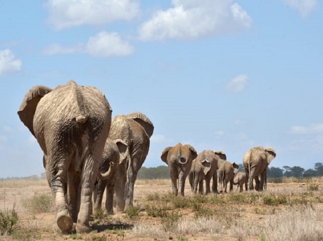 Đàn voi di chuyển tới một hố nước tại khu bảo tồn quốc gia Amboseli ở Kenya. Kinh nghiệm của các những con voi cái lão làng trong đàn giúp tăng tỷ lệ sinh sản của những con cái trẻ hơn.