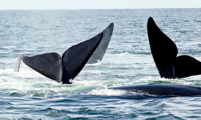 Cá voi đầu bò Bắc Đại Tây Dương ở Vịnh Fundy, New Brunswick, Canada. Cá voi là một trong số nhiều loài động vật được biết đến là có văn hóa cao.