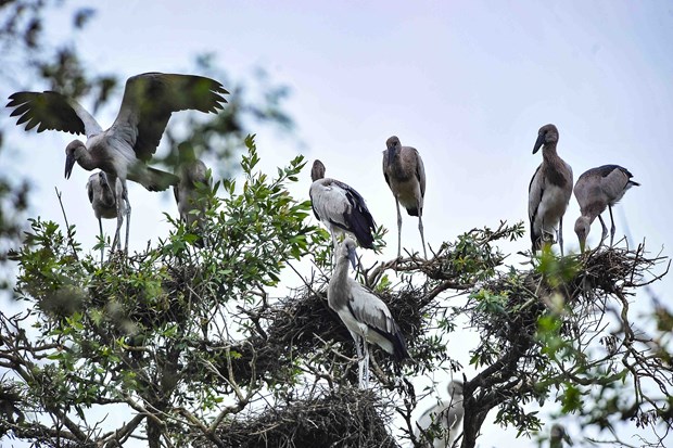 Vườn Quốc gia Tràm Chim ở huyện Tam Nông (Đồng Tháp) là khu Ramsar thứ 2.000 của thế giới.