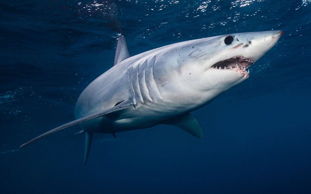 Cá mập có khả năng cảm nhận từ trường của Trái Đất giống như thiết bị định vị GPS để định hướng đường đi dưới lòng đại dương. 