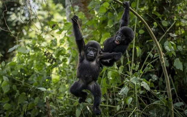 Loài khỉ đột phương Đông nằm trong danh sách hơn 200 sinh vật bị đe dọa tuyệt chủng.