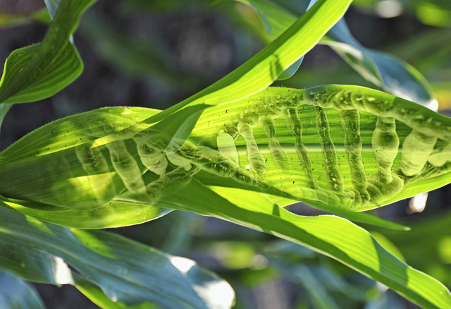 Châu Âu: Sẽ đầu tư vào nghiên cứu về chỉnh sửa hệ gene trong nông nghiệp