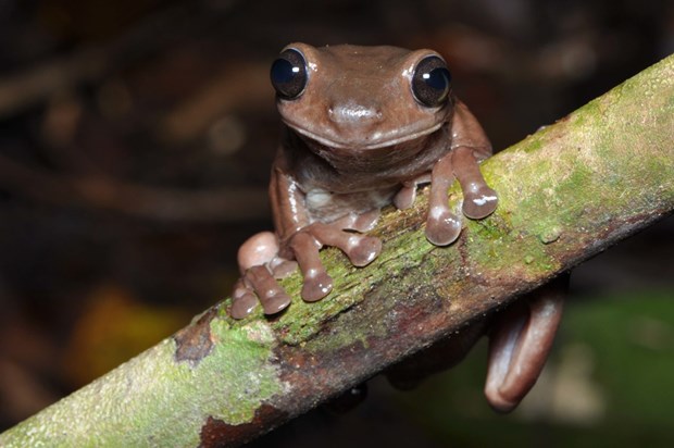 Loài ếch cây có màu da giống như chocolate.