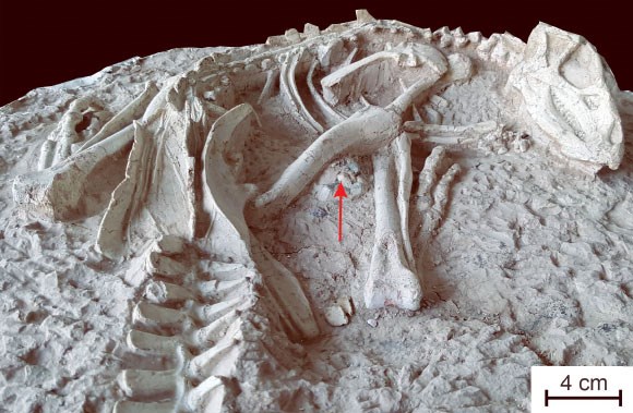 Trung Quốc: Phát hiện hóa thạch hoàn chỉnh của khủng long con quý hiếm