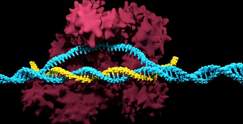 CRISPR, công nghệ cho phép các nhà khoa học thay đổi trình tự DNA và biến đổi chức năng của gene, đã chứng tỏ được khả năng loại trừ được sự mã hóa di truyền dẫn đến sự phát triển bệnh ung thư ở trẻ em.