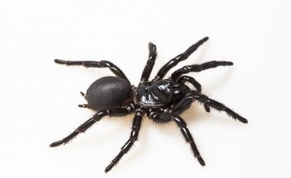 nhện mạng phễu, một trong những loài độc nhất thế giới.
