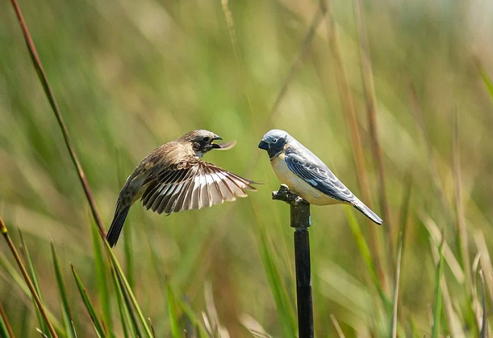 Nhà nghiên cứu Sheela Turbek của Đại học Colorado tại Boulder đã đạt được một bước đột phá, bà đã phát hiện ra vai trò của một quá trình gọi là chọn lọc giới tính trong sự hình thành loài dựa trên nghiên cứu về trường hợp của chim ăn hạt Iberá và chim ăn hạt bụng hung.