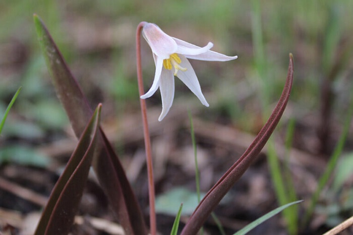 Trout lily, hay còn gọi là hoa dogtooth violet (Erythronium sp.)