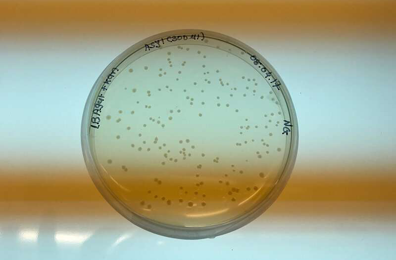 Vi khuẩn nuôi trong đĩa petri này có thể vận chuyển vật liệu gene từ một cây sang cây khác. Đây chính là công nghệ DNA tái tổ hợp.