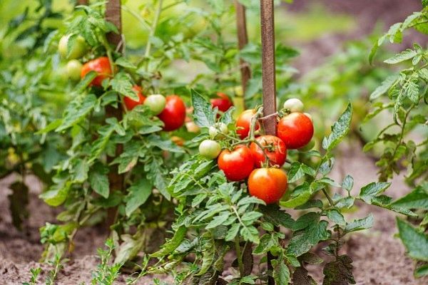 Bổ sung nấm bệnh vào đất trồng cây cà chua giúp hạn chế việc sử dụng phân bón