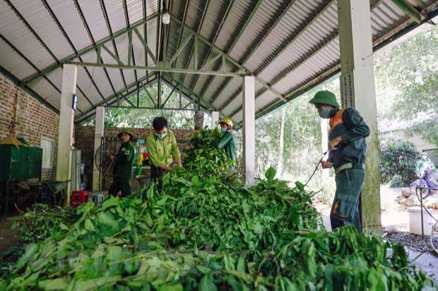 Mỗi ngày, các nhân viên Trung tâm cứu hộ thú linh trưởng nguy cấp Cúc Phương đi hàng chục cây số hái khoảng 300-400kg lá thuộc hơn 100 loài cây khác nhau làm thức ăn cho các loài thú linh trưởng. 