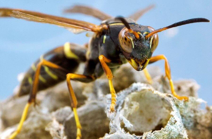 Ong bắp cày giấy (Polistes fuscatus) 