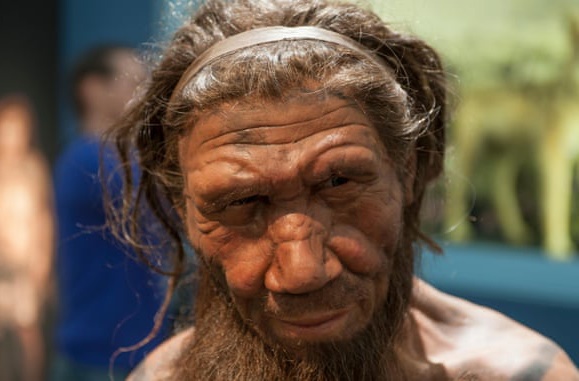 Mô hình người Neanderthal tại Bảo tàng Lịch sử Tự nhiên ở London.