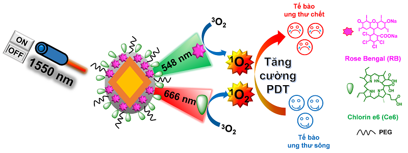 Sơ đồ minh họa cơ chế liệu pháp PDT dựa trên vật liệu nano phát quang ngược (UCNPs) mang chất nhạy quang kép. 