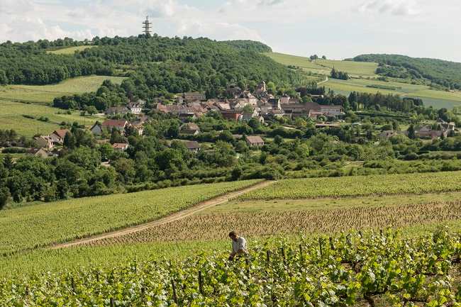 Giống nho trắng chardonnay được trồng ở Burgundy, Pháp.