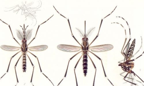 AI nhận diện được muỗi vằn từ các bức ảnh của Mosquito Alert