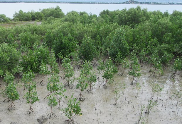 Trồng rừng ngập mặn phục hồi hệ sinh thái Đầm Nại (huyện Ninh Hải, Ninh Thuận).