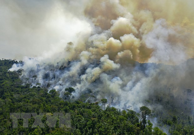 Nhiều loài động thực vật có nguy cơ tuyệt chủng do rừng nhiệt đới Amazon bị tàn phá.