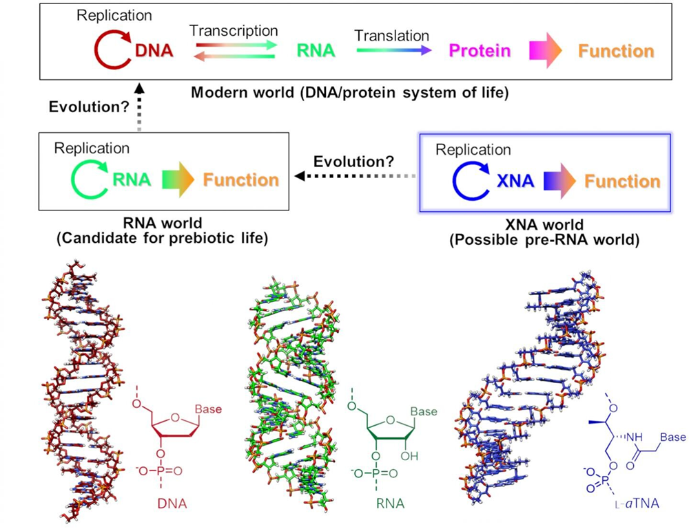 Một số nhà khoa học nghĩ là XNA tiến hóa thành RNA, sau đó tiếp tục tiến hóa thành DNA để hình thành dạng khởi đầu của sự sống.