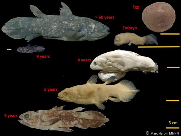 Kỳ lạ cá “hóa thạch sống” có tuổi thọ 100 năm, mang thai suốt 5 năm