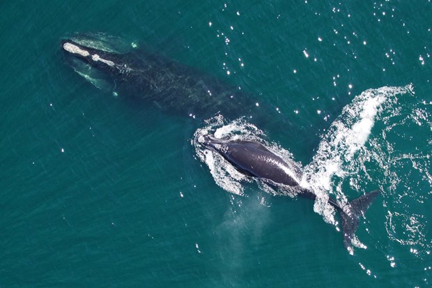 Cá voi trơn Bắc Đại Tây Dương là loài đang trong tình trạng cực kỳ nguy cấp. Theo tổ chức Oceana, 2017-2020 có đến gần 90% các tàu thuyền không tuân thủ về tốc độ tại những vùng biển được quy định.