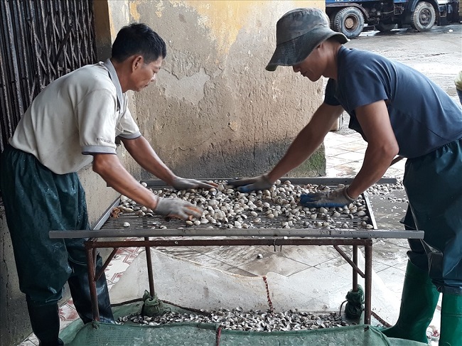 Nghiên cứu, đánh giá tổng thể hiện trạng nghề nuôi ngao và đề xuất giải pháp quản lý