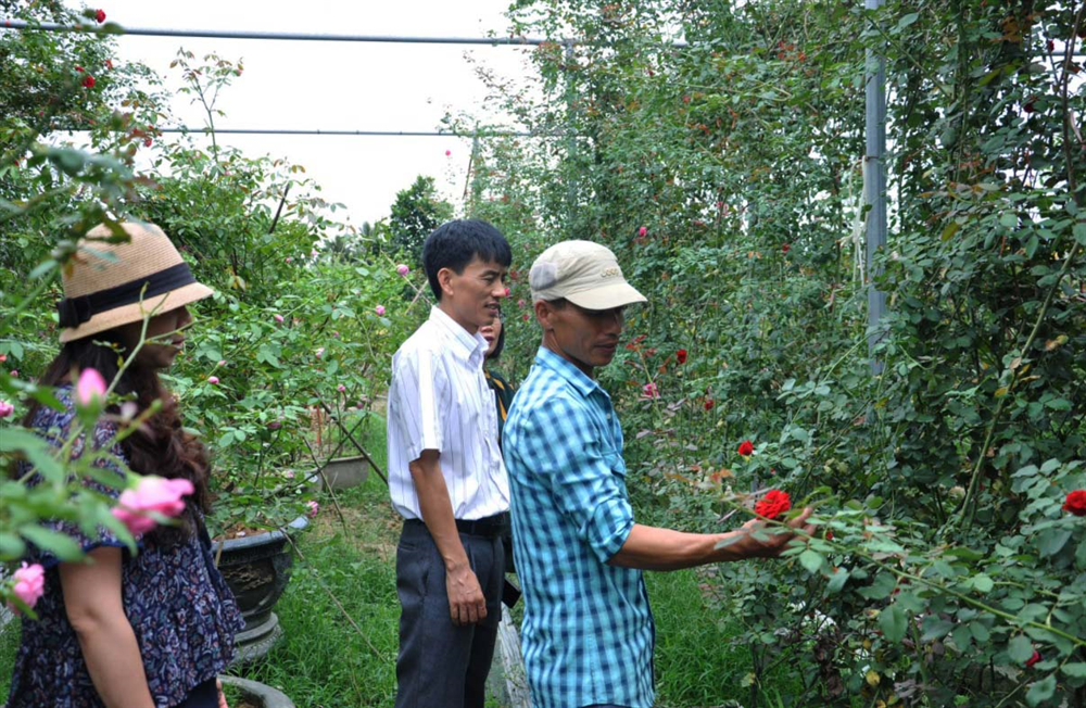 Sở KH&CN làm việc với chủ cơ sở bảo tồn và khai thác hoa hồng cổ xã Hồng Thái, huyện An Dương.