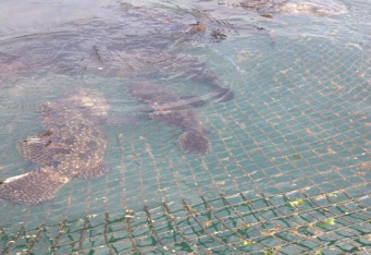 Nghiên cứu xây dựng quy trình sản xuất giống và nuôi thương phẩm cá song trân châu tại Hải Phòng