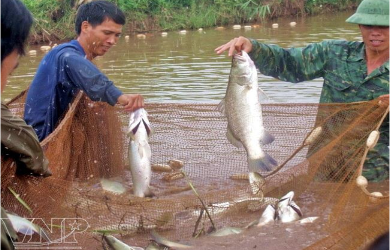 Xây dựng mô hình chuỗi liên kết sản xuất, tiêu thụ sản phẩm cá vược xã Lập Lễ huyện Thủy Nguyên thành phố Hải Phòng